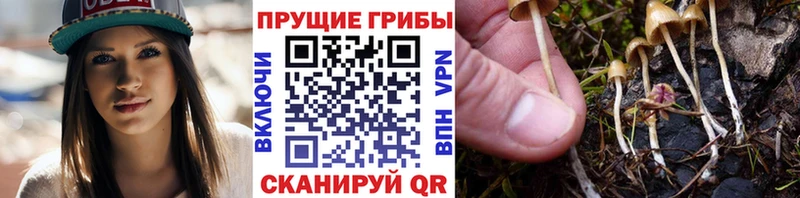 Галлюциногенные грибы прущие грибы  Купить  Севск 